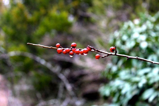 Tandy Hills Natural Area